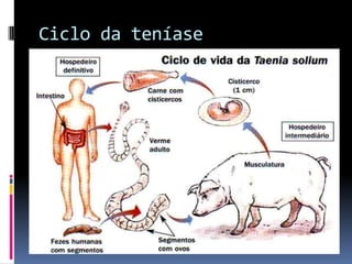 Ciclo da teníase
 