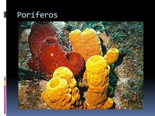 Poríferos
 