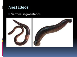 Anelídeos
 Vermes segmentados
 