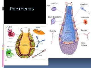 Poríferos
 