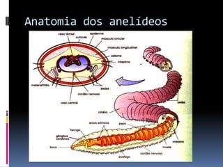 Anatomia dos anelídeos
 