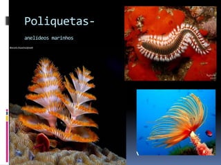 Poliquetas-
anelídeos marinhos
 