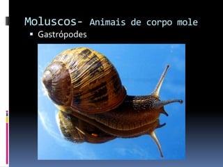 Moluscos- Animais de corpo mole
 Gastrópodes
 