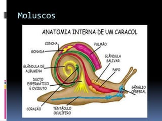 Moluscos
 