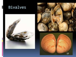Bivalves
 