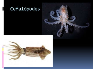 Cefalópodes
 