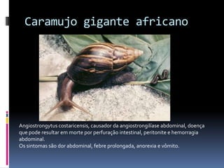 Caramujo gigante africano




Angiostrongytus costaricensis, causador da angiostrongilíase abdominal, doença
que pode resultar em morte por perfuração intestinal, peritonite e hemorragia
abdominal.
Os sintomas são dor abdominal, febre prolongada, anorexia e vômito.
 