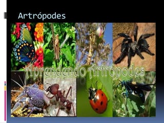 Artrópodes
 