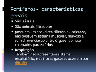 Poríferos- características
gerais
 São sésseis
 São animais filtradores
 possuem um esqueleto silicoso ou calcáreo,
  não possuem sistema muscular, nervoso e
  sem diferenciação entre órgãos, por isso
  chamados parazoários
 Respiração
  Também não apresentam sistema
  respiratório, e as trocas gasosas ocorrem por
  difusão.
 