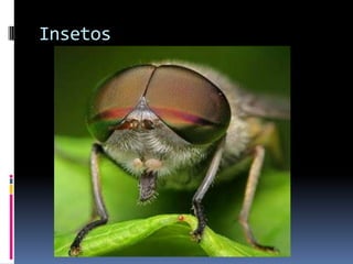 Insetos
 