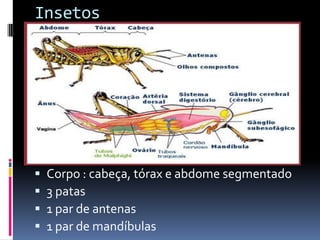 Insetos




   Corpo : cabeça, tórax e abdome segmentado
   3 patas
   1 par de antenas
   1 par de mandíbulas
 
