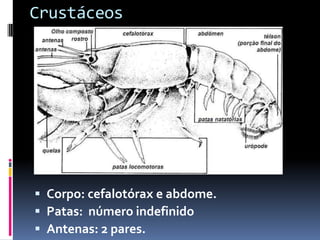 Crustáceos




 Corpo: cefalotórax e abdome.
 Patas: número indefinido
 Antenas: 2 pares.
 