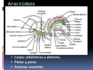 Aracnídeos




  Corpo: cefalotórax e abdome.
  Patas: 4 pares.
  Antenas: ausentes
 