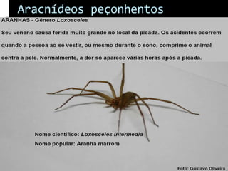 Aracnídeos peçonhentos
 