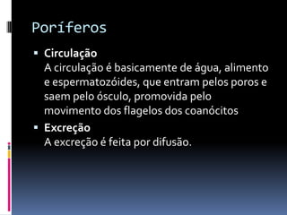 Poríferos
 Circulação
  A circulação é basicamente de água, alimento
  e espermatozóides, que entram pelos poros e
  saem pelo ósculo, promovida pelo
  movimento dos flagelos dos coanócitos
 Excreção
  A excreção é feita por difusão.
 