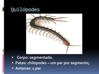Quilópodes




 Corpo: segmentado.
 Patas: chilopodes – um par por segmento;
 Antenas: 1 par
 