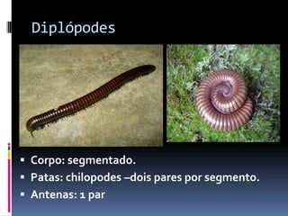 Diplópodes




 Corpo: segmentado.
 Patas: chilopodes –dois pares por segmento.
 Antenas: 1 par
 