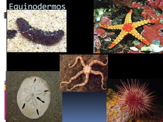 Equinodermos
 
