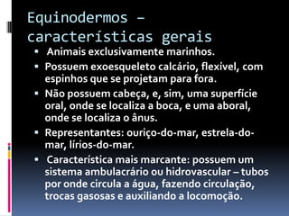 Equinodermos –
características gerais
 Animais exclusivamente marinhos.
 Possuem exoesqueleto calcário, flexível, com
  espinhos que se projetam para fora.
 Não possuem cabeça, e, sim, uma superfície
  oral, onde se localiza a boca, e uma aboral,
  onde se localiza o ânus.
 Representantes: ouriço-do-mar, estrela-do-
  mar, lírios-do-mar.
 Característica mais marcante: possuem um
  sistema ambulacrário ou hidrovascular – tubos
  por onde circula a água, fazendo circulação,
  trocas gasosas e auxiliando a locomoção.
 