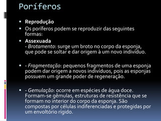 Poríferos
 Reprodução
 Os poríferos podem se reproduzir das seguintes
  formas:
 Assexuada
  - Brotamento: surge um broto no corpo da esponja,
  que pode se soltar e dar origem à um novo indivíduo.

 - Fragmentação: pequenos fragmentos de uma esponja
  podem dar origem a novos indivíduos, pois as esponjas
  possuem um grande poder de regeneração.

 - Gemulação: ocorre em espécies de água doce.
  Formam-se gêmulas, estruturas de resistência que se
  formam no interior do corpo da esponja. São
  compostas por células indiferenciadas e protegidas por
  um envoltório rígido.
 