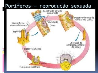 Poríferos – reprodução sexuada
 