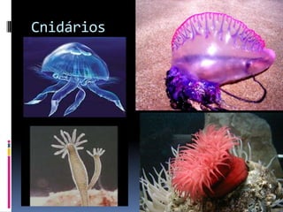 Cnidários
 