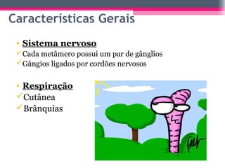 Características Gerais
 • Sistema nervoso
 Cada metâmero possui um par de gânglios
 Gângios ligados por cordões nervosos


 • Respiração
 Cutânea
 Brânquias
 