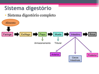 Sistema digestório
 • Sistema digestório completo
 Alimento



Faringe     Esôfago       Papo           Moela      Intestino      Ânus


                      Armazenamento      Triturar




                                      Anterior                    Posterior
                                                      Cecos
                                                    Intestinais
 