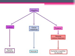 Intestino




 Anterior        Cecos            Posterior
               Intestinais



                                  Tiflossole
                              (dobras intestinais)




 Digestão
extracelular   Absorção      Aumentar a superfície
                                de absorção
 