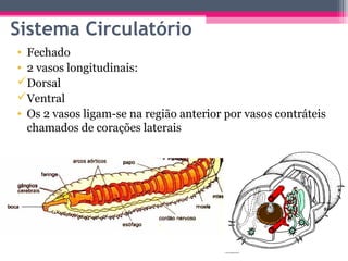 Sistema Circulatório
• Fechado
• 2 vasos longitudinais:
Dorsal
Ventral
• Os 2 vasos ligam-se na região anterior por vasos contráteis
  chamados de corações laterais
 