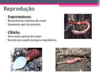 Reprodução
• Espermateca:
 Reentrâncias externas do corpo
 Armazena sptz do parceiro

• Clitelo:
 Área mais espessa do corpo
 Secreta um casulo na época reprodutiva
 