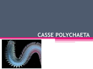 CASSE POLYCHAETA
 