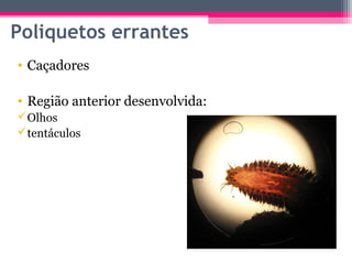 Poliquetos errantes
• Caçadores

• Região anterior desenvolvida:
Olhos
tentáculos
 