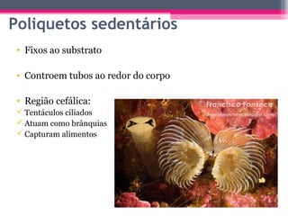 Poliquetos sedentários
 • Fixos ao substrato

 • Controem tubos ao redor do corpo

 • Região cefálica:
  Tentáculos ciliados
  Atuam como brânquias
  Capturam alimentos
 