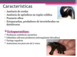 Características
•   Ausência de cerdas
•   Ausência de apêndices na região cefálica
•   Possuem olhos
•   Ectoparasitas, predadores de invertebrados ou
    detritívoros

Ectoparasitas:
 Produzem susbtância anestésica
 Glândulas salivares produzem anticoagulante (hirudina)
 Faringe sugadora
 Aumentam seu peso em até 2 vezes.
 
