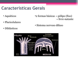 Características Gerais
• Aquáticos        •2 formas básicas → pólipo (fixo)
                                     → livre-natante
• Pluricelulares
                   • Sistema nervoso difuso
• Diblásticos
 