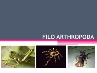 FILO ARTHROPODA
 