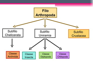 Filo
                        Arthropoda



 Subfilo                 Subfilo                   Subfilo
Chelicerata              Uniramia                 Crustacea




  Classe      Classe       Classe      Classe
 Archnida     Insecta     Diplopoda   Chilopoda
 