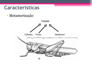Características
 • Metamerização
                   TAGMA
 