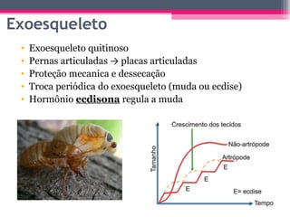 Exoesqueleto
 •   Exoesqueleto quitinoso
 •   Pernas articuladas → placas articuladas
 •   Proteção mecanica e dessecação
 •   Troca periódica do exoesqueleto (muda ou ecdise)
 •   Hormônio ecdisona regula a muda
 