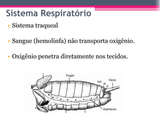 Sistema Respiratório
• Sistema traqueal

• Sangue (hemolinfa) não transporta oxigênio.

• Oxigênio penetra diretamente nos tecidos.
 