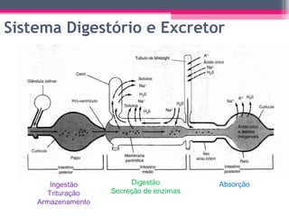 Sistema Digestório e Excretor




       Ingestão          Digestão         Absorção
      Trituração    Secreção de enzimas
    Armazenamento
 