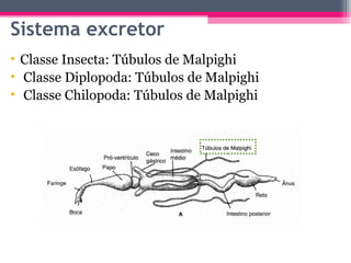Sistema excretor
• Classe Insecta: Túbulos de Malpighi
• Classe Diplopoda: Túbulos de Malpighi
• Classe Chilopoda: Túbulos de Malpighi
 