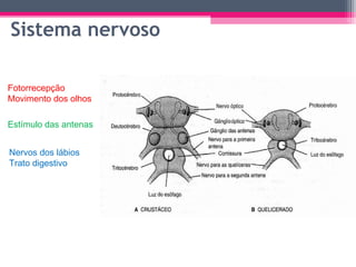 Sistema nervoso

Fotorrecepção
Movimento dos olhos

Estímulo das antenas


Nervos dos lábios
Trato digestivo
 