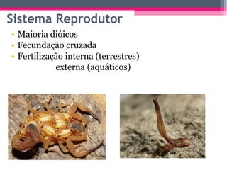 Sistema Reprodutor
• Maioria dióicos
• Fecundação cruzada
• Fertilização interna (terrestres)
            externa (aquáticos)
 