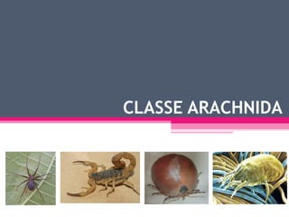 CLASSE ARACHNIDA
 