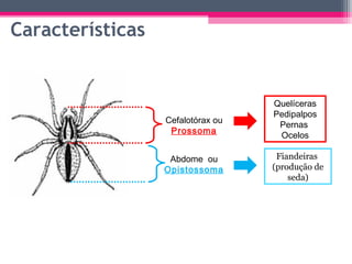 Características


                                   Quelíceras
                                   Pedipalpos
                  Cefalotórax ou
                                    Pernas
                   Prossoma
                                    Ocelos

                   Abdome ou        Fiandeiras
                  Opistossoma      (produção de
                                       seda)
 