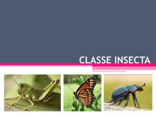 CLASSE INSECTA
 