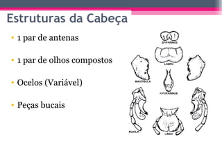Estruturas da Cabeça
• 1 par de antenas

• 1 par de olhos compostos

• Ocelos (Variável)

• Peças bucais
 