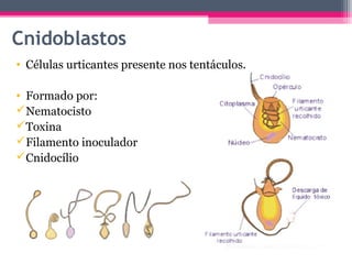 Cnidoblastos
• Células urticantes presente nos tentáculos.

• Formado por:
Nematocisto
Toxina
Filamento inoculador
Cnidocílio
 